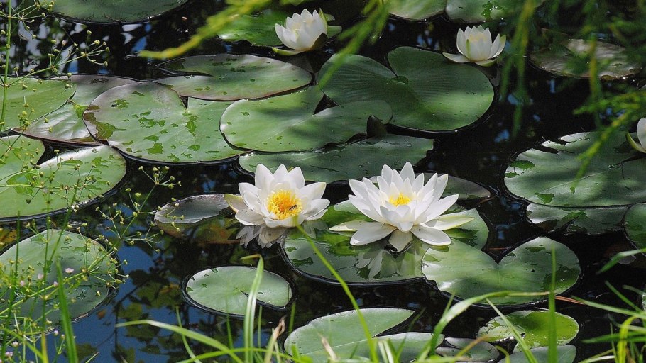 Водокрас, Лотос водные растения