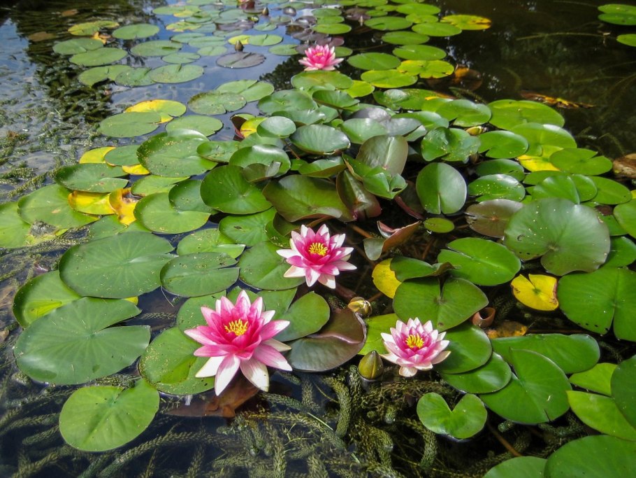 Кубышка Болотная