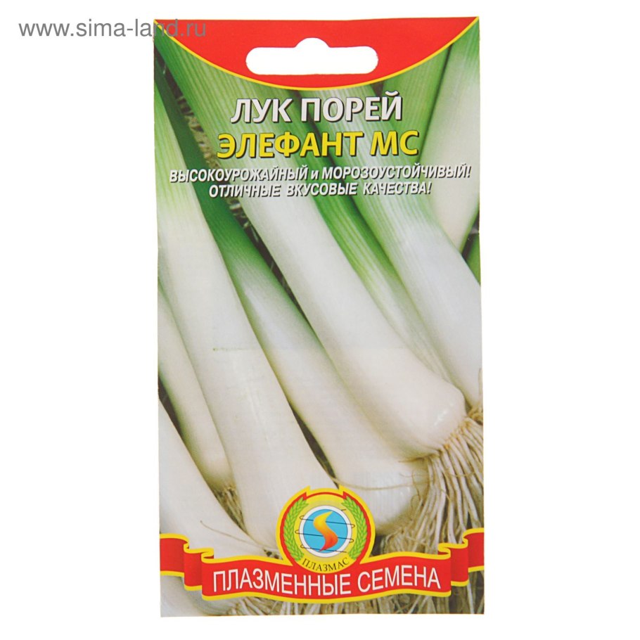 Leek seedlings