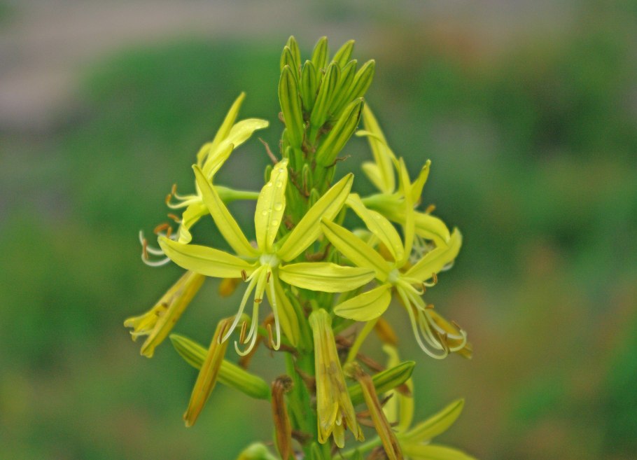 Asphodeline lutea Asphodel