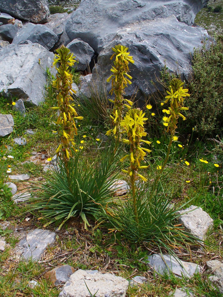 Asphodeline lutea Asphodel