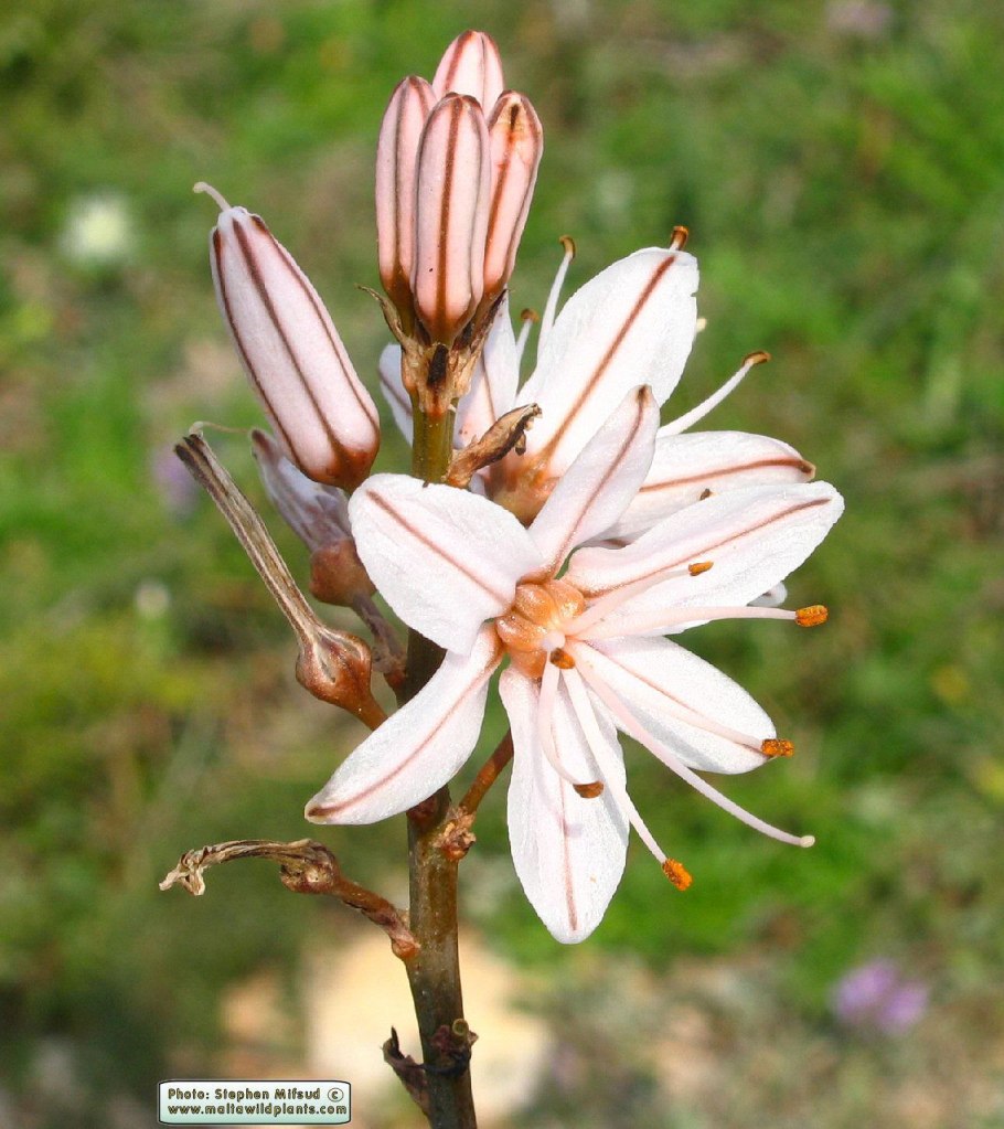 Asphodelus ramosus