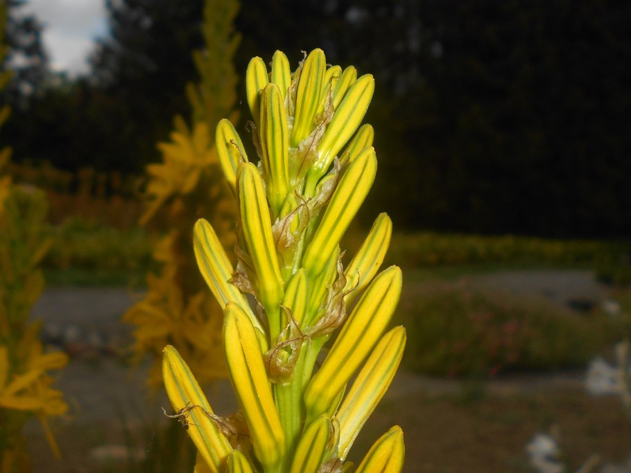 Narthecium ossifragum