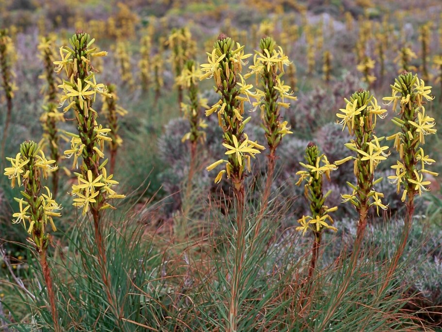 Asphodelus Albus