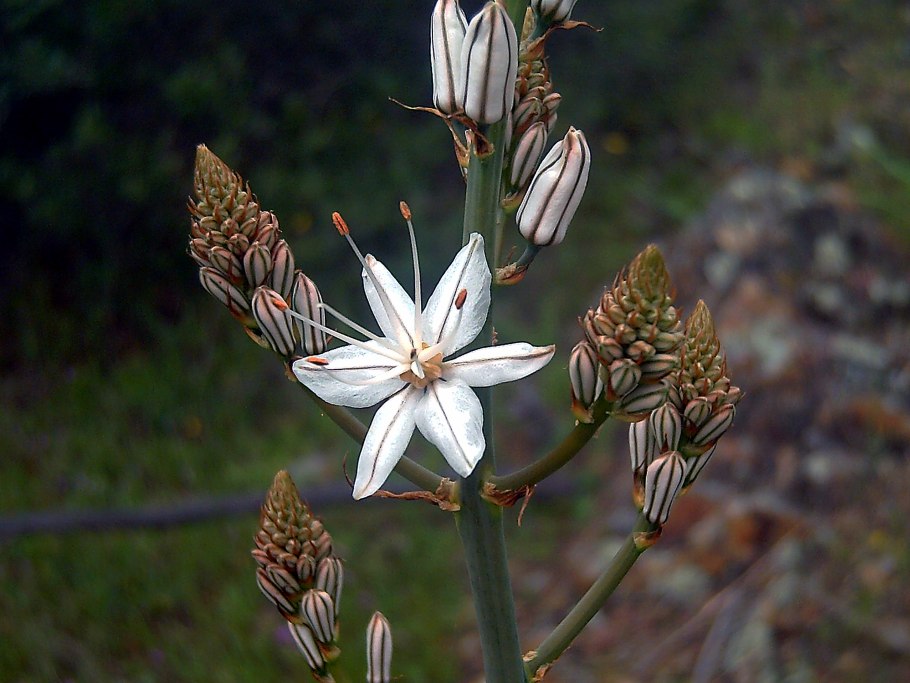 Asphodeline brevicaulis