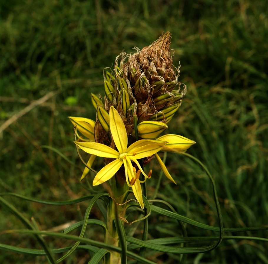 Asphodelus Albus
