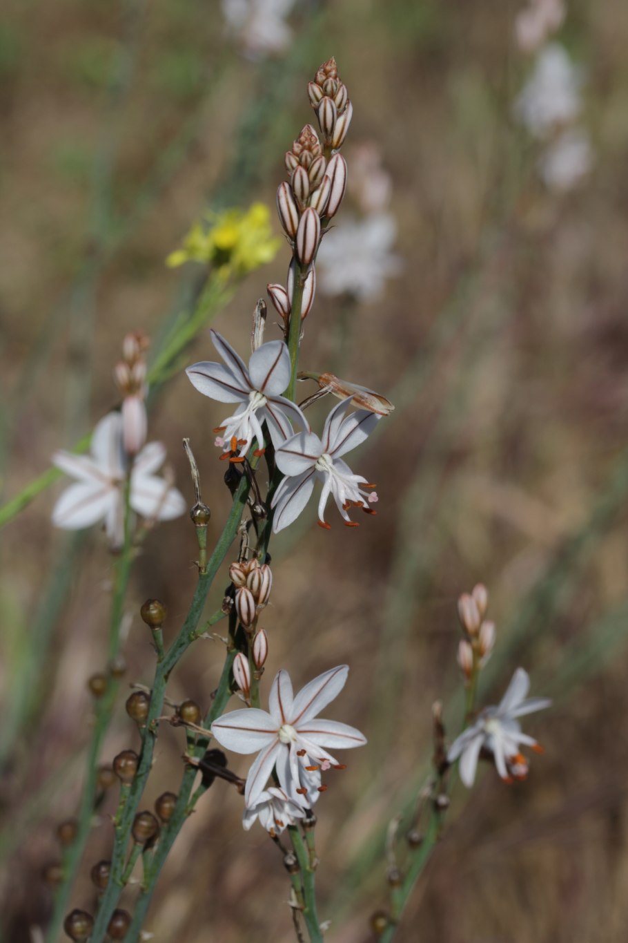 Asphodelus fistulosus