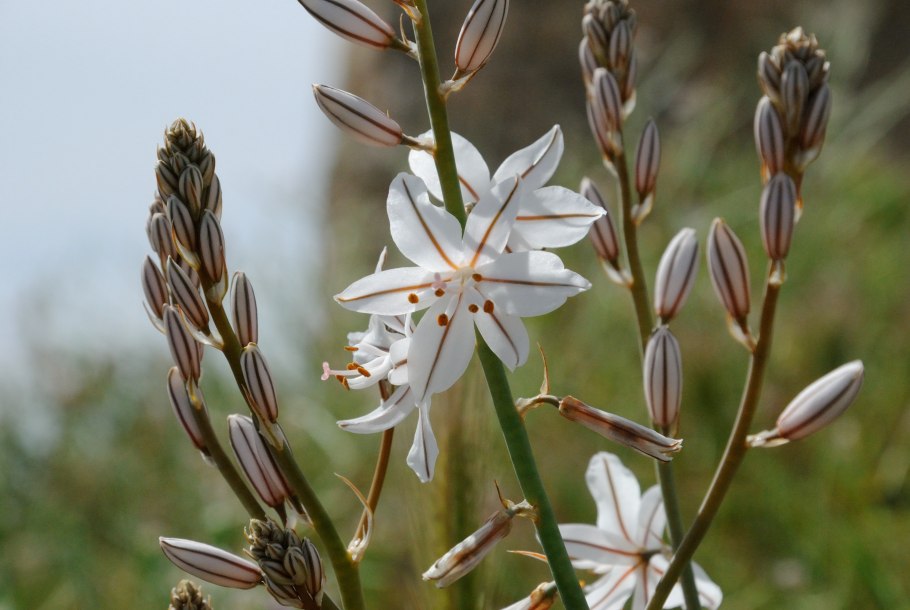 Асфоделина Крымская (Asphodeline Taurica )