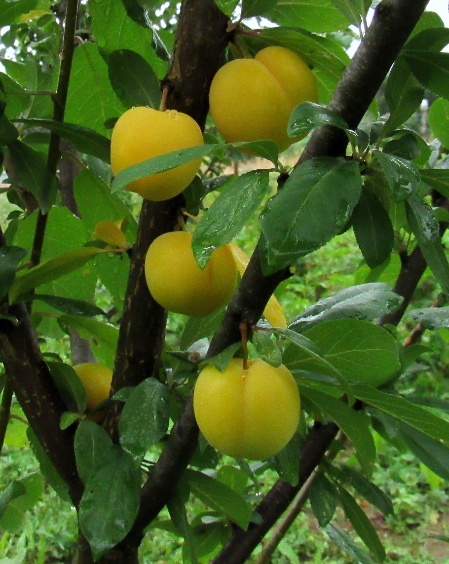 Алыча (слива) Лодва