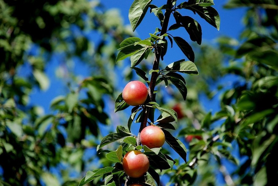 Алыча + слива Блэк Голд