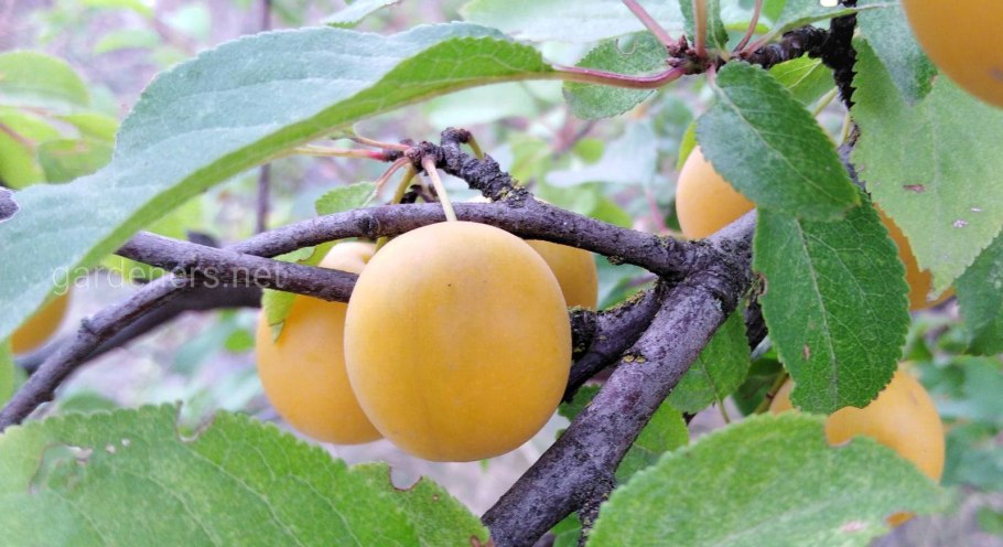 Слива китайская жёлтая Хопты