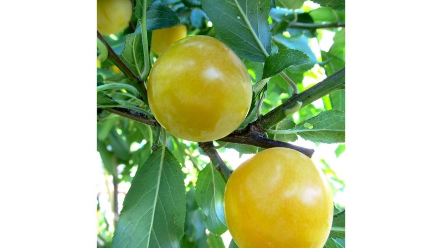 Алыча Нектаринная ароматная