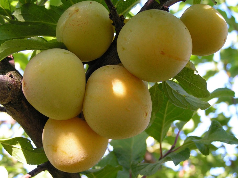 Алыча зеленая