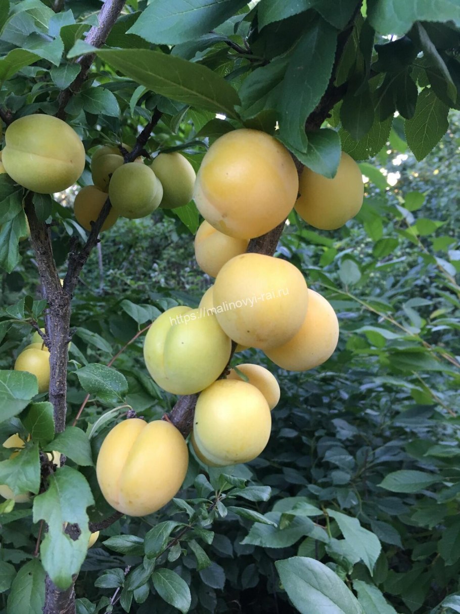 Алыча (слива) Лодва