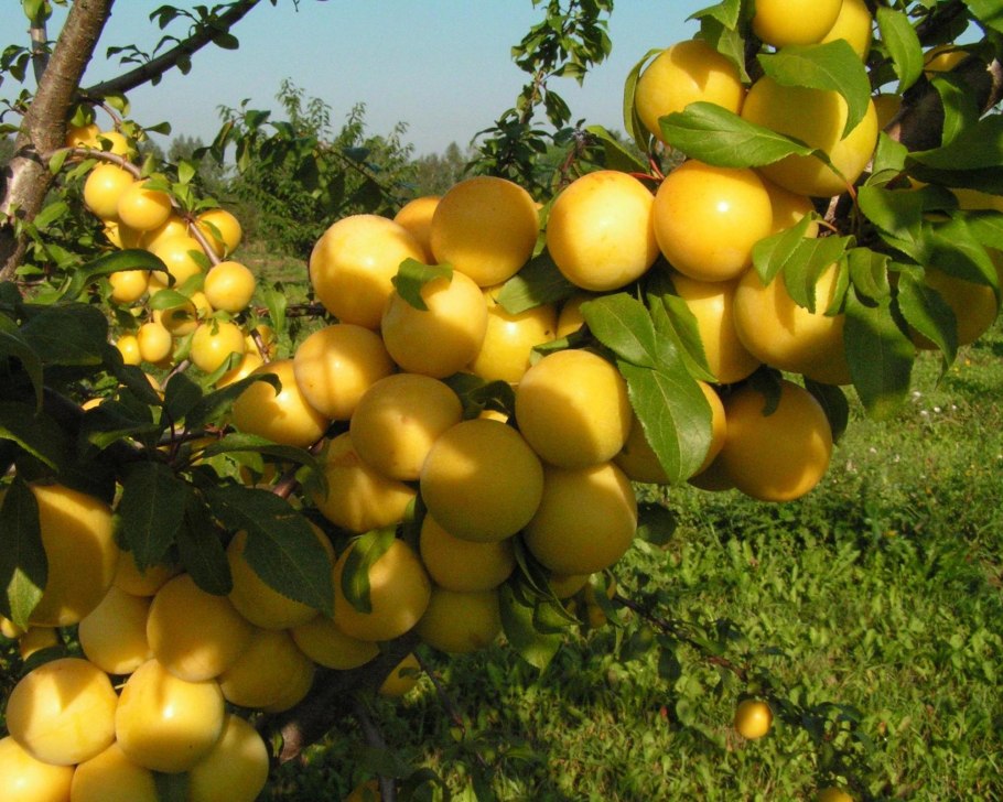 Алыча Иволга