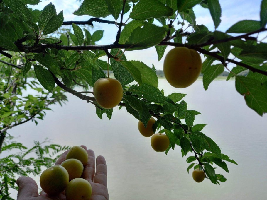 Алыча Никитская желтая