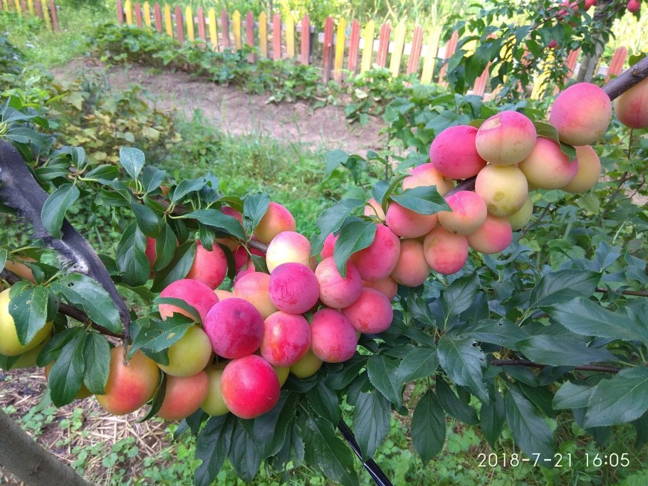 Алыча Байрон Голд