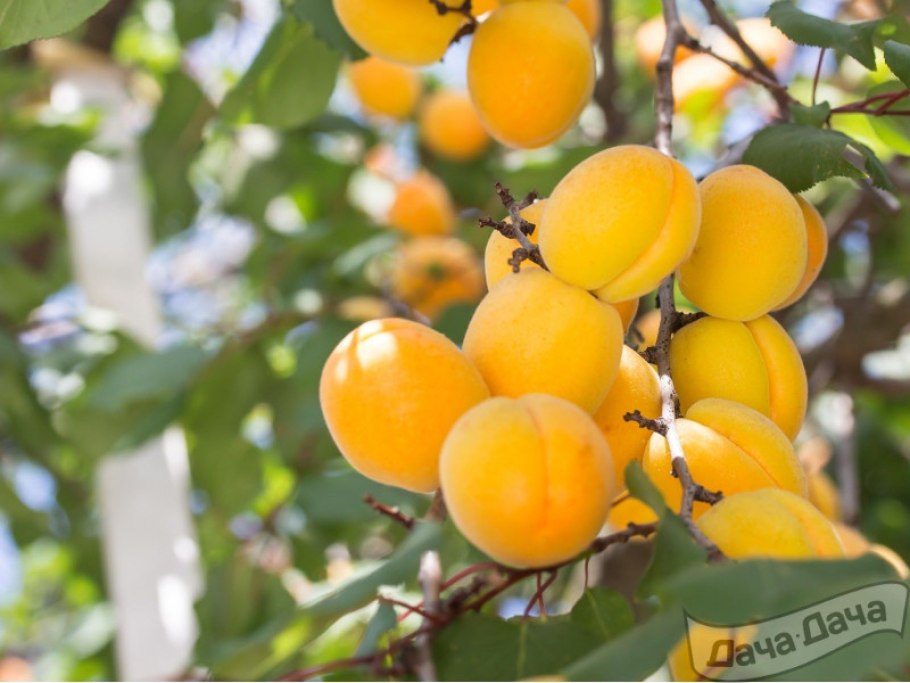 Алыча колоновидная