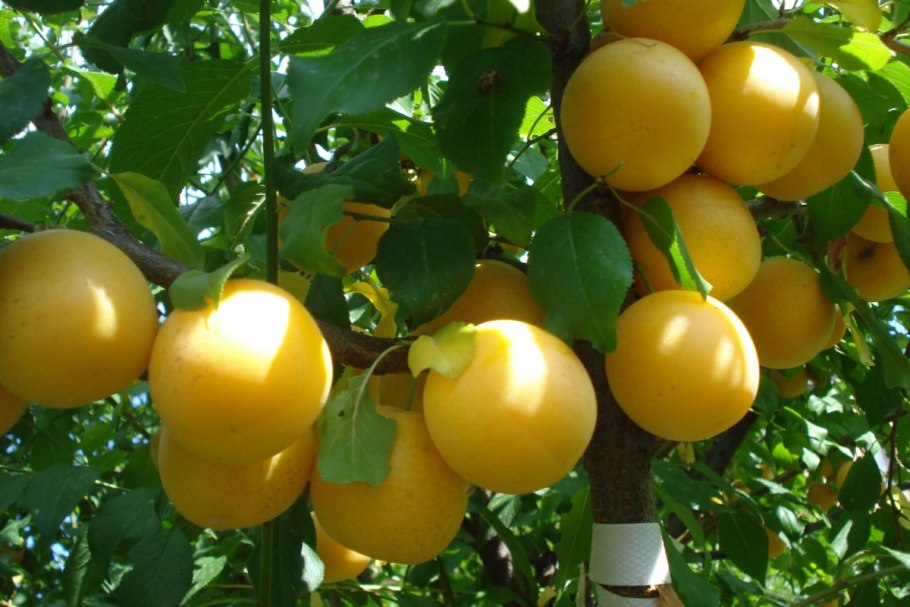 Слива Мирабель колоновидная