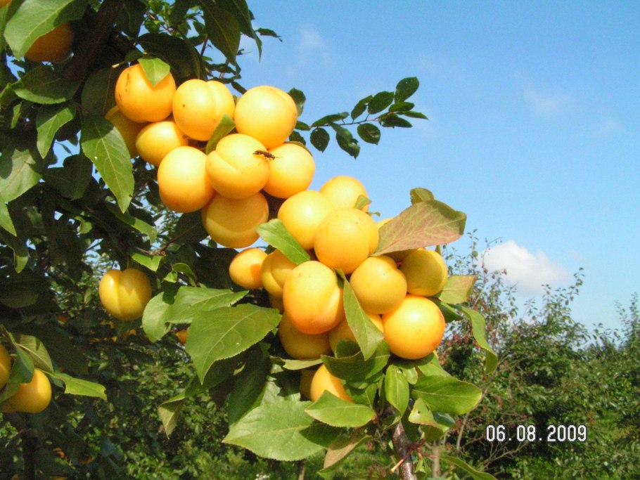 Слива Мирабель колоновидная