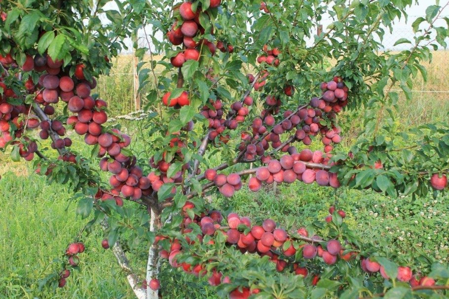 Алыча персиковая Мичурина