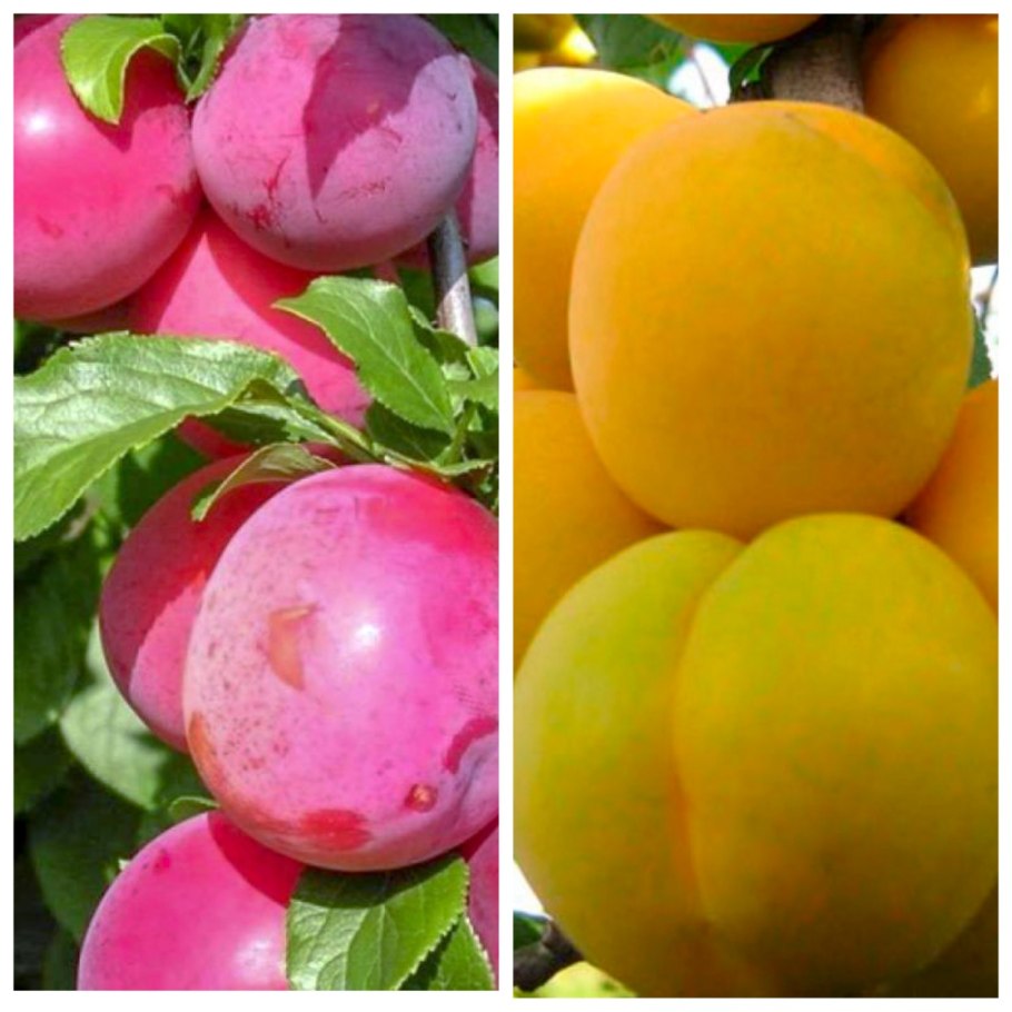 Алыча Кубанская желтая