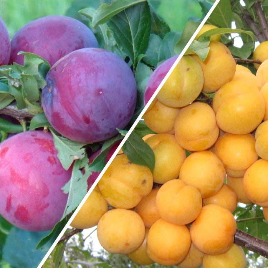 Алыча Неберджаевская ранняя