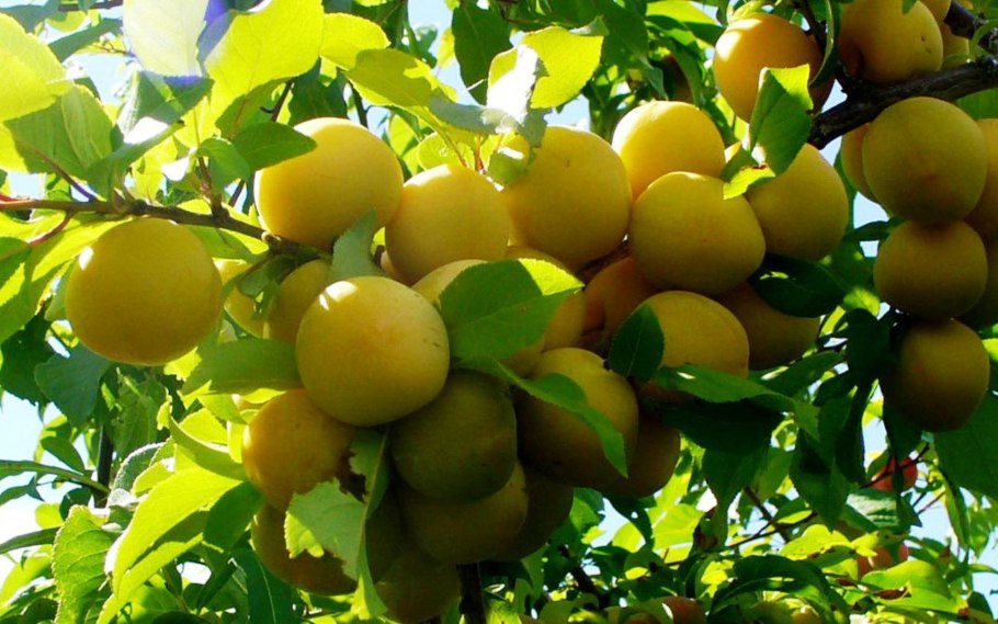 Слива желтая Светлячок