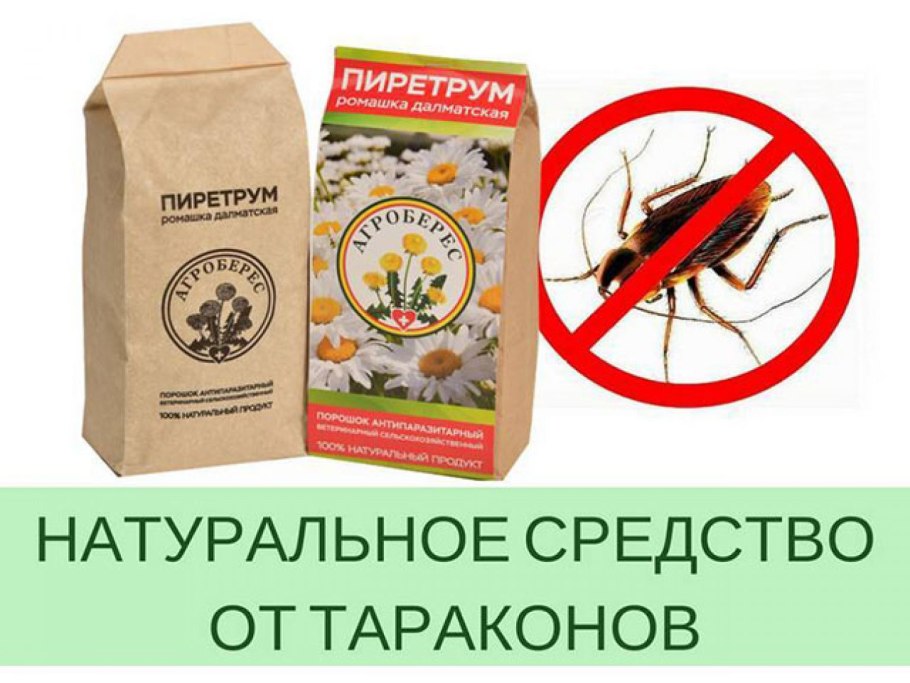 Далматская Ромашка пиретрум инсектицид