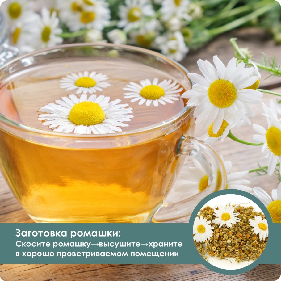 Отвар ромашки в аптеке