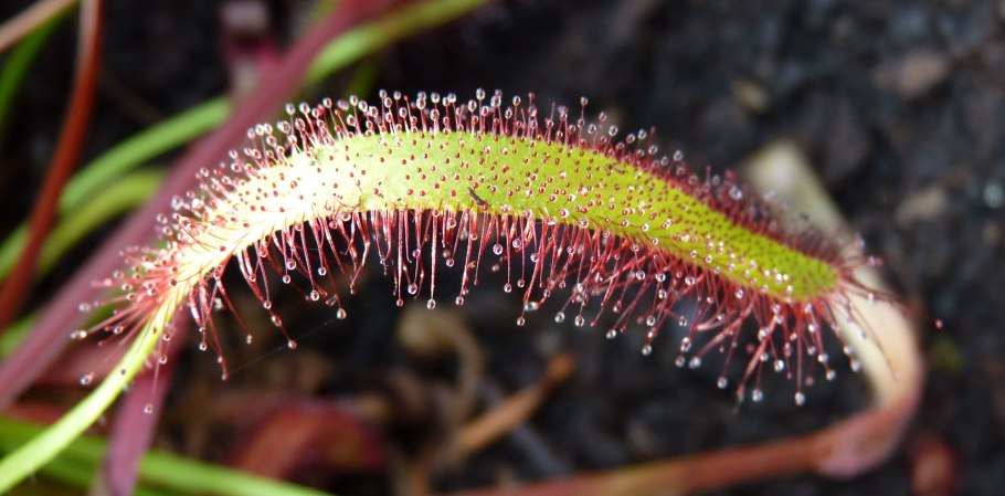 Venus Flytrap: Dionaea muscipula