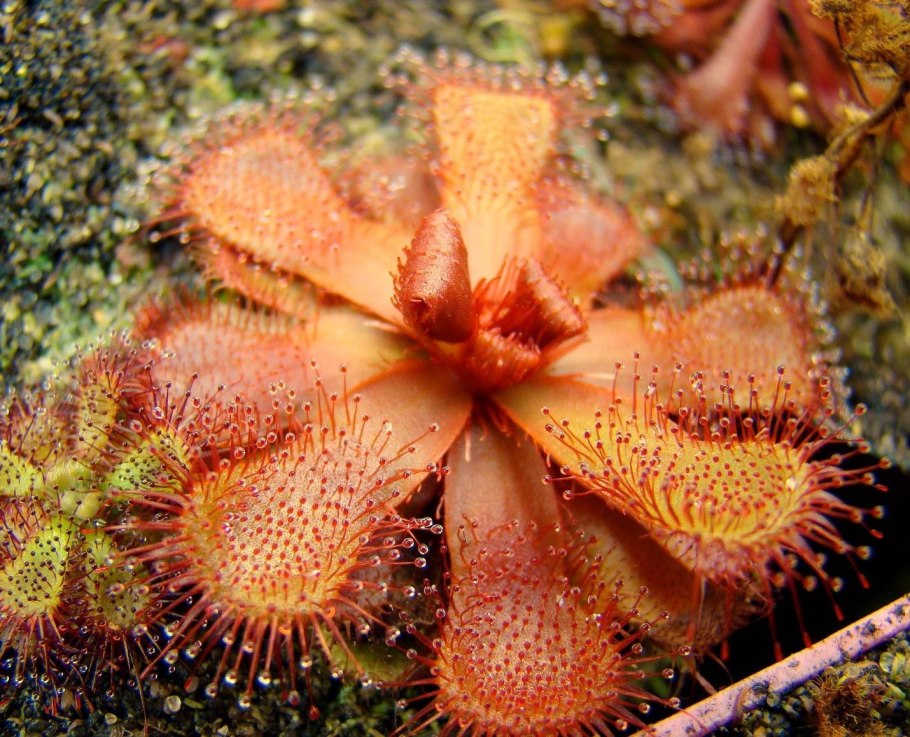 Росянка гигантская