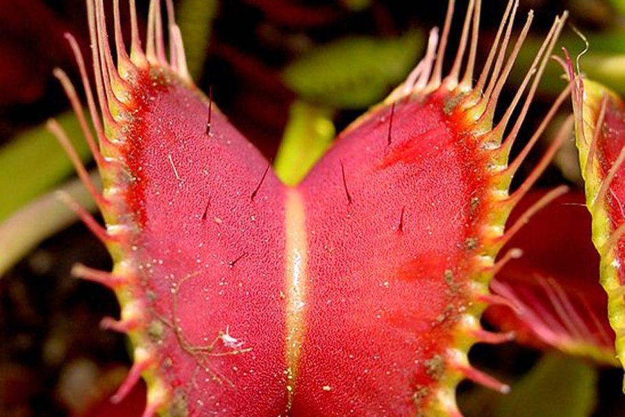 Венерина мухоловка и лягушка