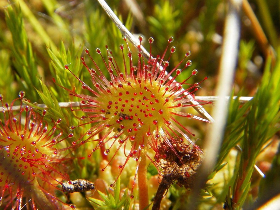 Гигантский непентес растение хищник