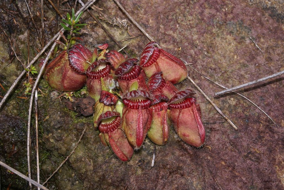 Цефалотус мешочковый ( Cephalotus follicularis