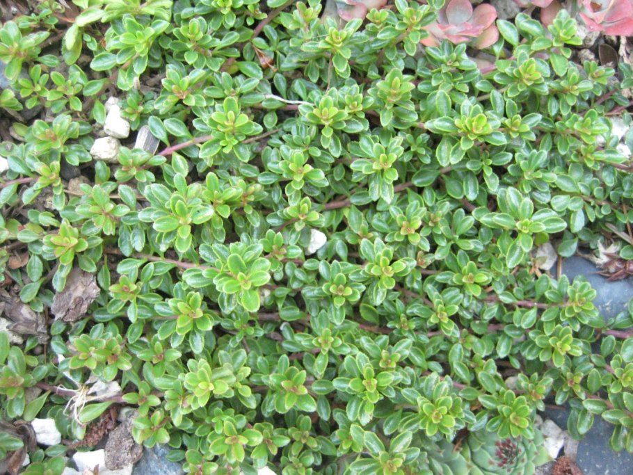 Растения низкорослые с мелкими листьями