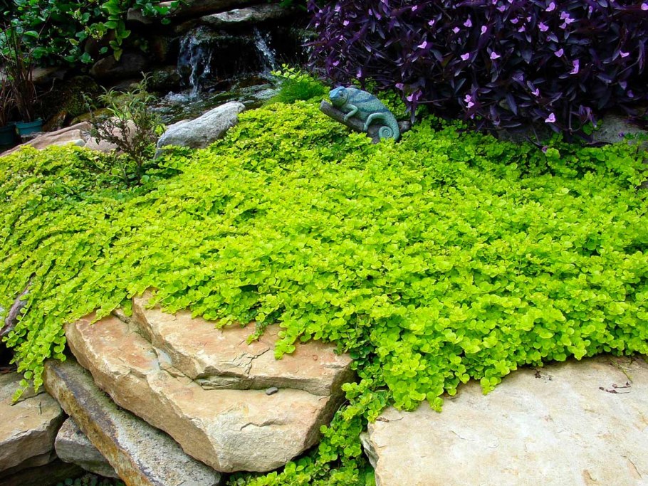 Вербейник монетчатый (Lysimachia nummularia "Aurea")