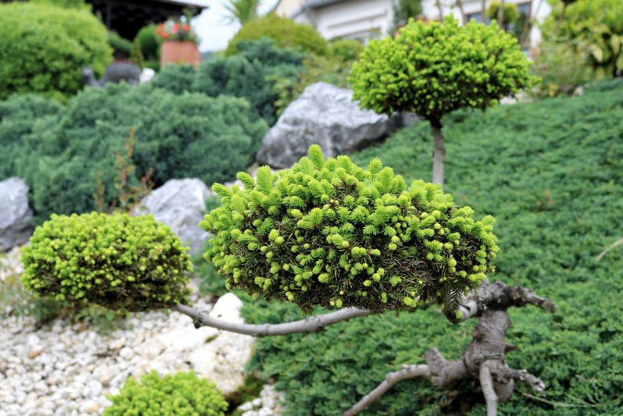 Купраципарис хвойник