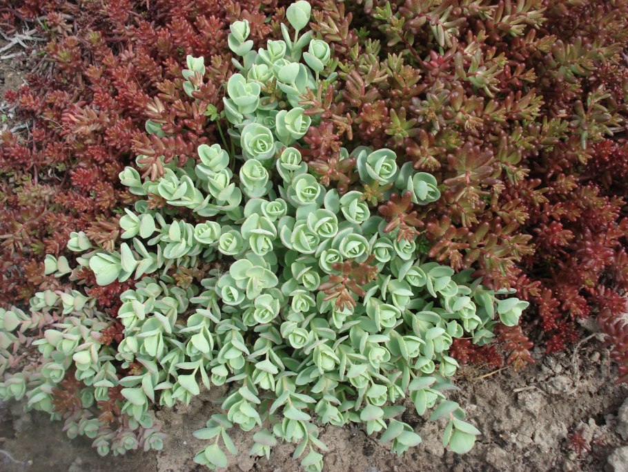 Почвопокровные многолетники Очиток