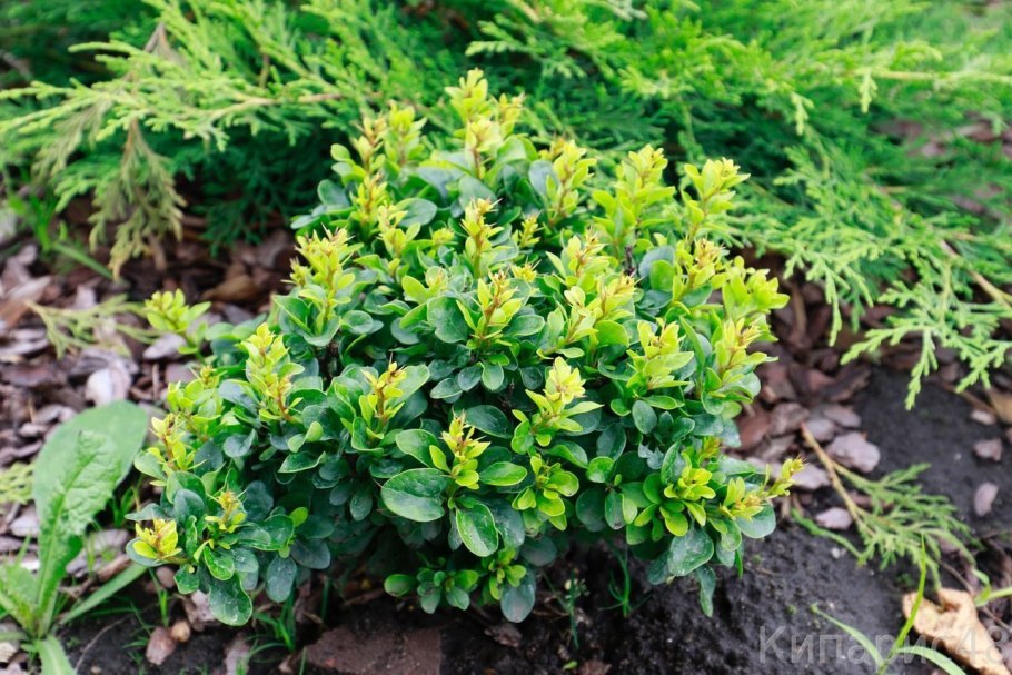 Барбарис Тунберга Кобольд