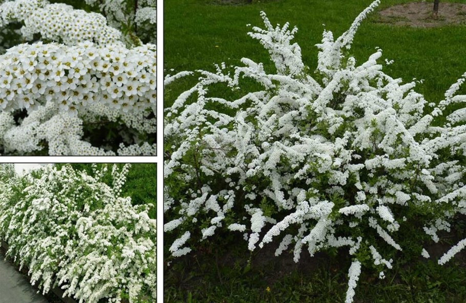 Спирея серая Грефшейм