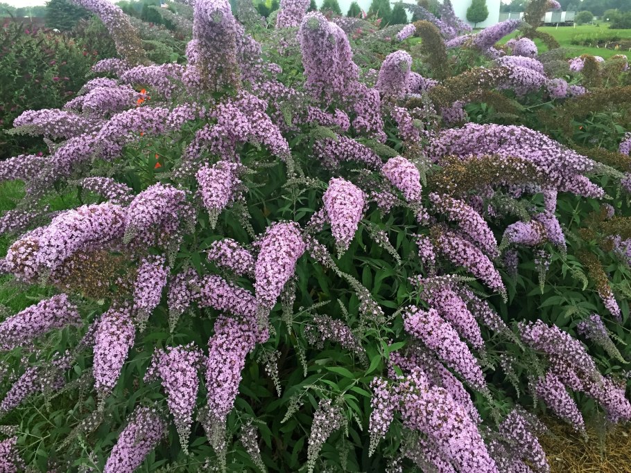 Буддлея Баттерфляй Тауэр