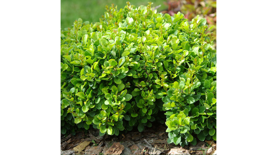 Барбарис Kobold