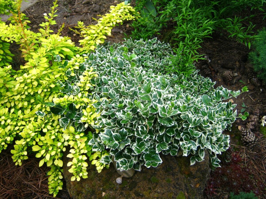 Бересклет Форчуна 'argenteo-variegata'