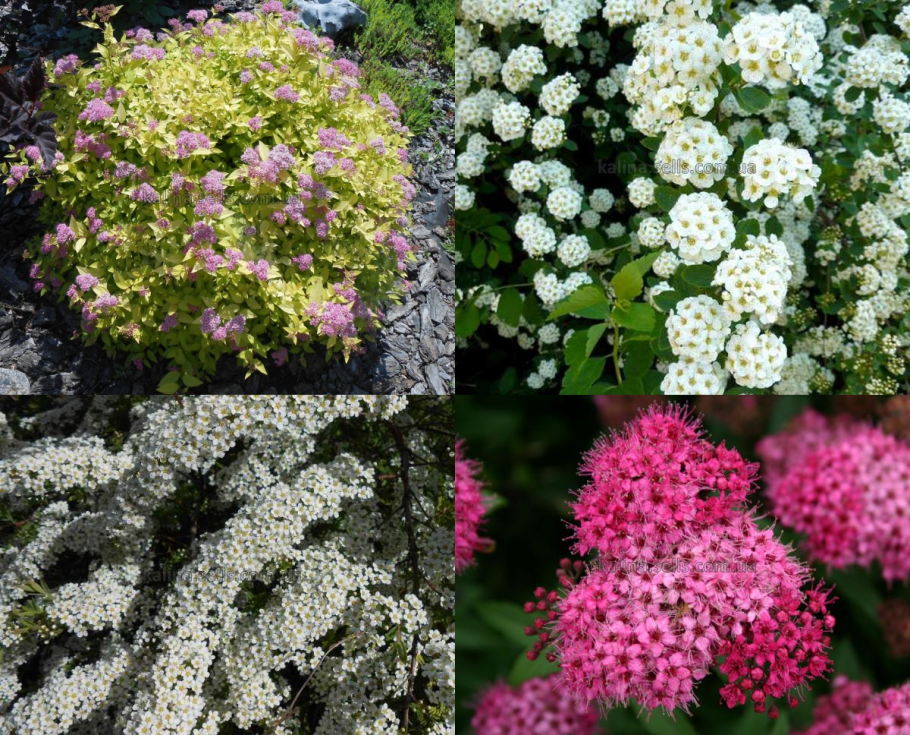 Спирея мультифлора