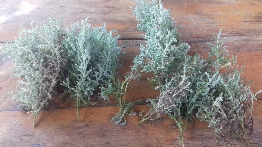 Сантолина черенкуется