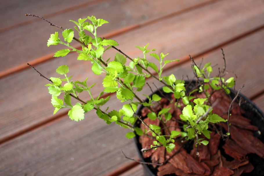Береза Голден Треже черенкование