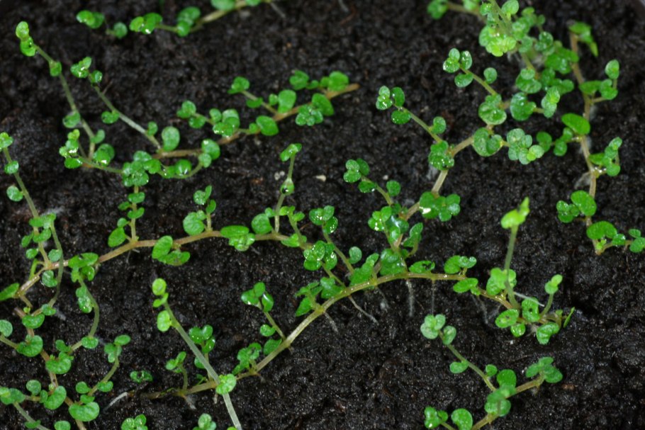 Укоренение солейролии