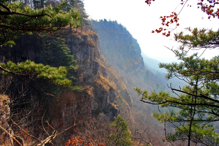 Хуаншань сосна бонсай