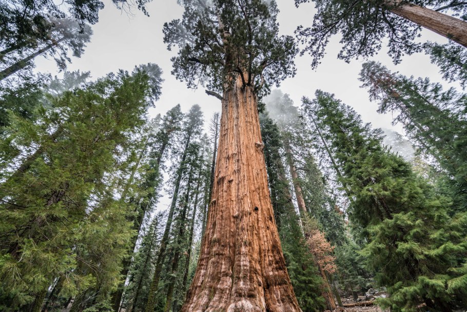 Секвойядендрон гигантский Мамонтово дерево